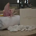 Radisson 5* Larnaca